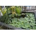 Aquascape Aquatic Patio Pond Planter, Container Water Garden, 22-Inch Square, Gray Slate | 78049