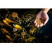 Blue Ridge Fish Food Pellets [25LB] | Mini and Large, Koi and Goldfish Growth Formula | Floating Pellet, Balanced Diet
