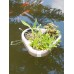 Floating Koi Pond Water Garden Planter, 3 Plant Floating Pond Basket