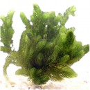 Oxygenating Hornwort (Ceratophyllum demersum) - 6 Plants