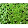 2 CUPS LIVE DUCKWEED (LEMNA MINOR)