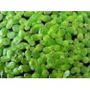 2 CUPS LIVE DUCKWEED (LEMNA MINOR)