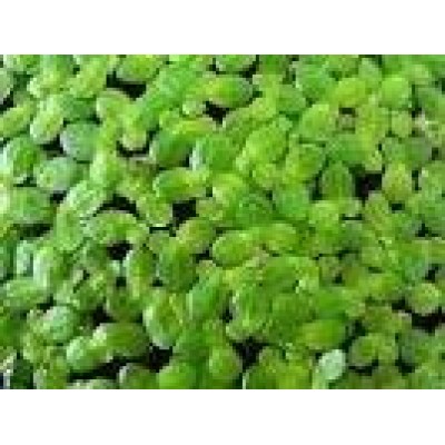 2 CUPS LIVE DUCKWEED (LEMNA MINOR)