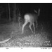 PREDATORGUARD Solar Powered Predator Deterrent Light Scares Nocturnal Pest Animals Away, Deer Coyote Raccoon Repellent Devices, Chicken Coop Access...
