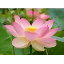 Seeds and Things Pink Sacred Water Lily 5 Seeds - Nelumbo Nucifera-