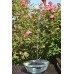 Solarrific G3033 Floating Solar Fountain for Bird Bath