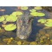 22" Alligator Head Decoy & Pond Float with Reflective Eyes For Canada Geese & Blue Heron Control