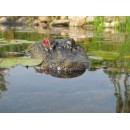 22" Alligator Head Decoy & Pond Float with Reflective Eyes For Canada Geese & Blue Heron Control