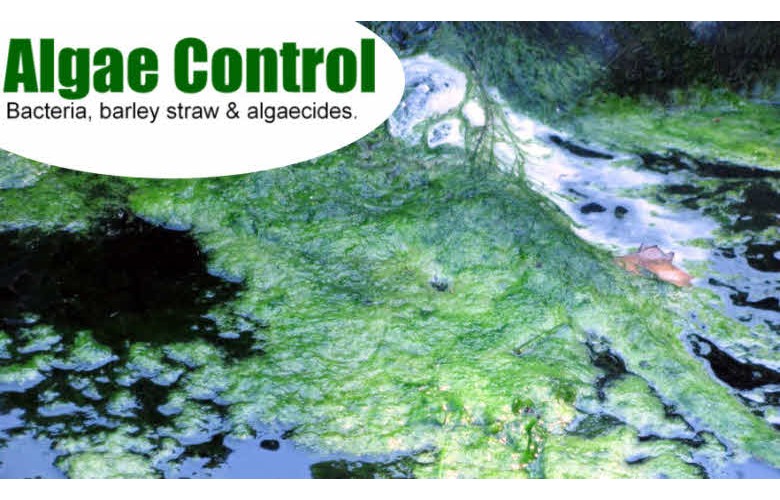 Algae Control